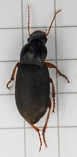 Pseudoophonus rufipes